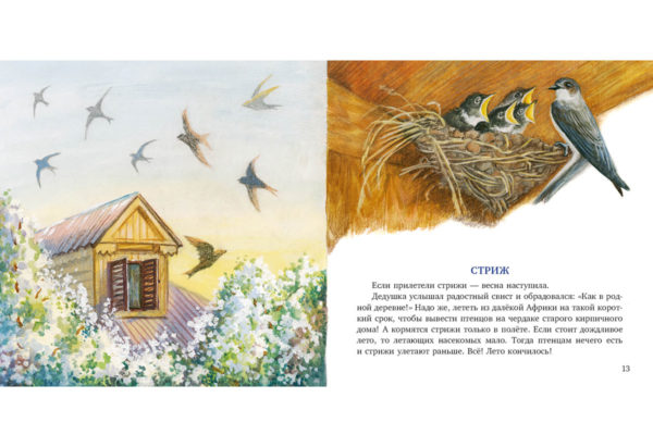 Птицы за окном_12-13